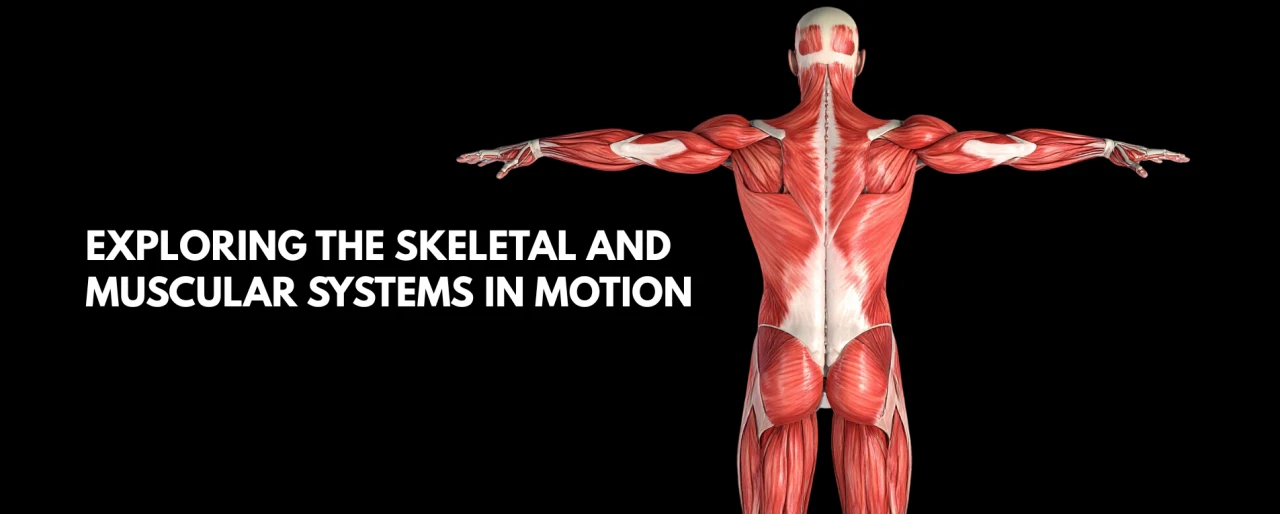 Exploring the Skeletal and Muscular System in Motion
