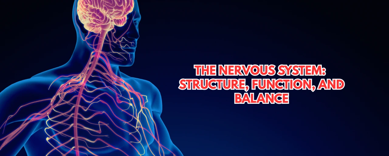 The Nervous System Explained: Structure, Function & How to Keep It in Balance