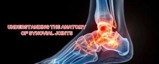 Understand the Anatomy of Synovial Joints