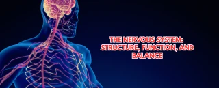 The Nervous System Explained: Structure, Function & How to Keep It in Balance